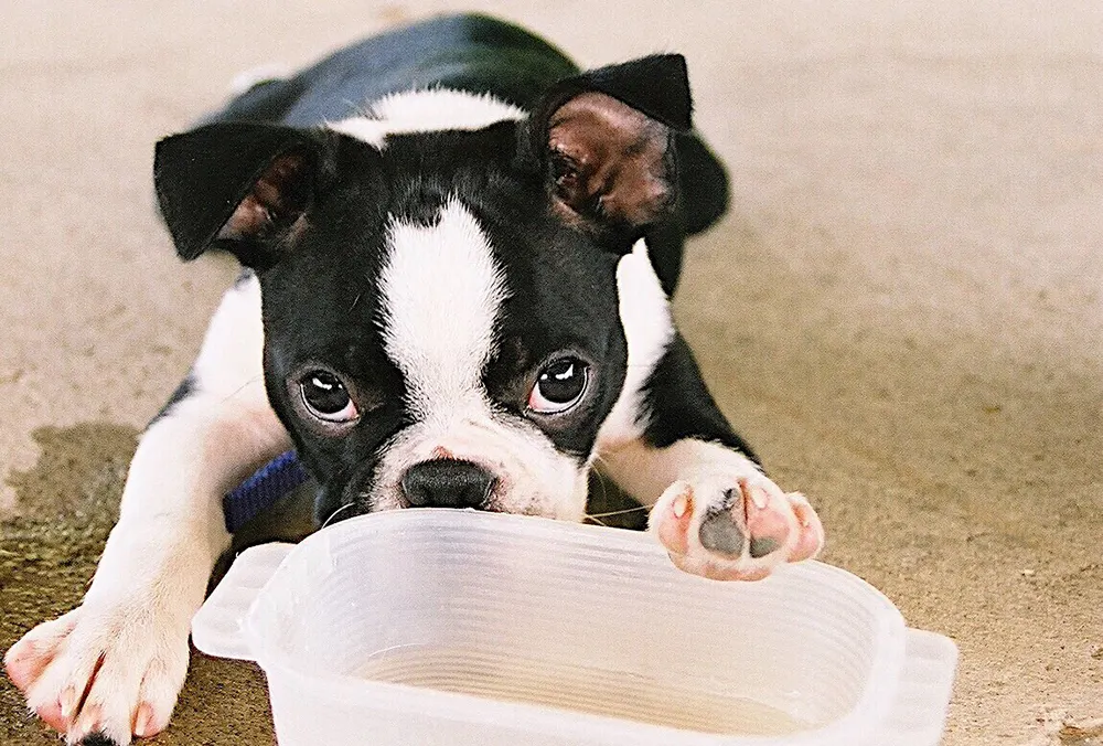 Boston Terrier puppy nudging a bowl