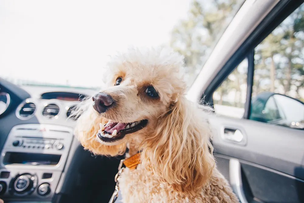 Pets and car travel