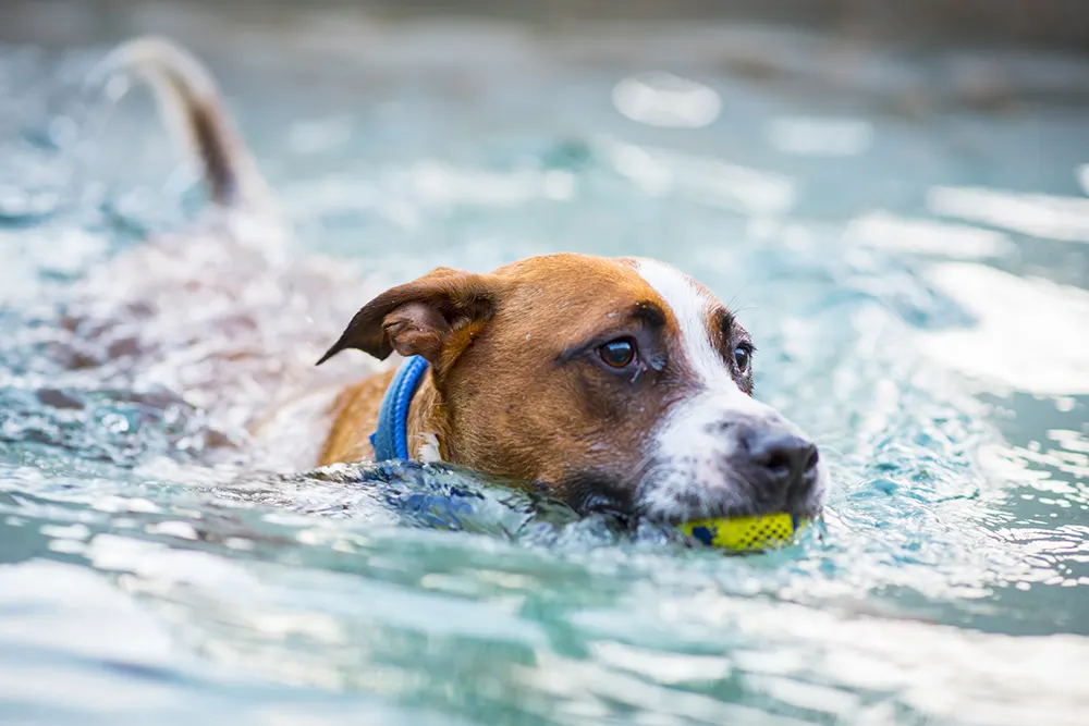 Dog swimming tips and training
