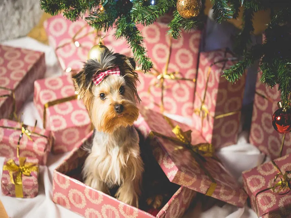 Pets as holiday gifts