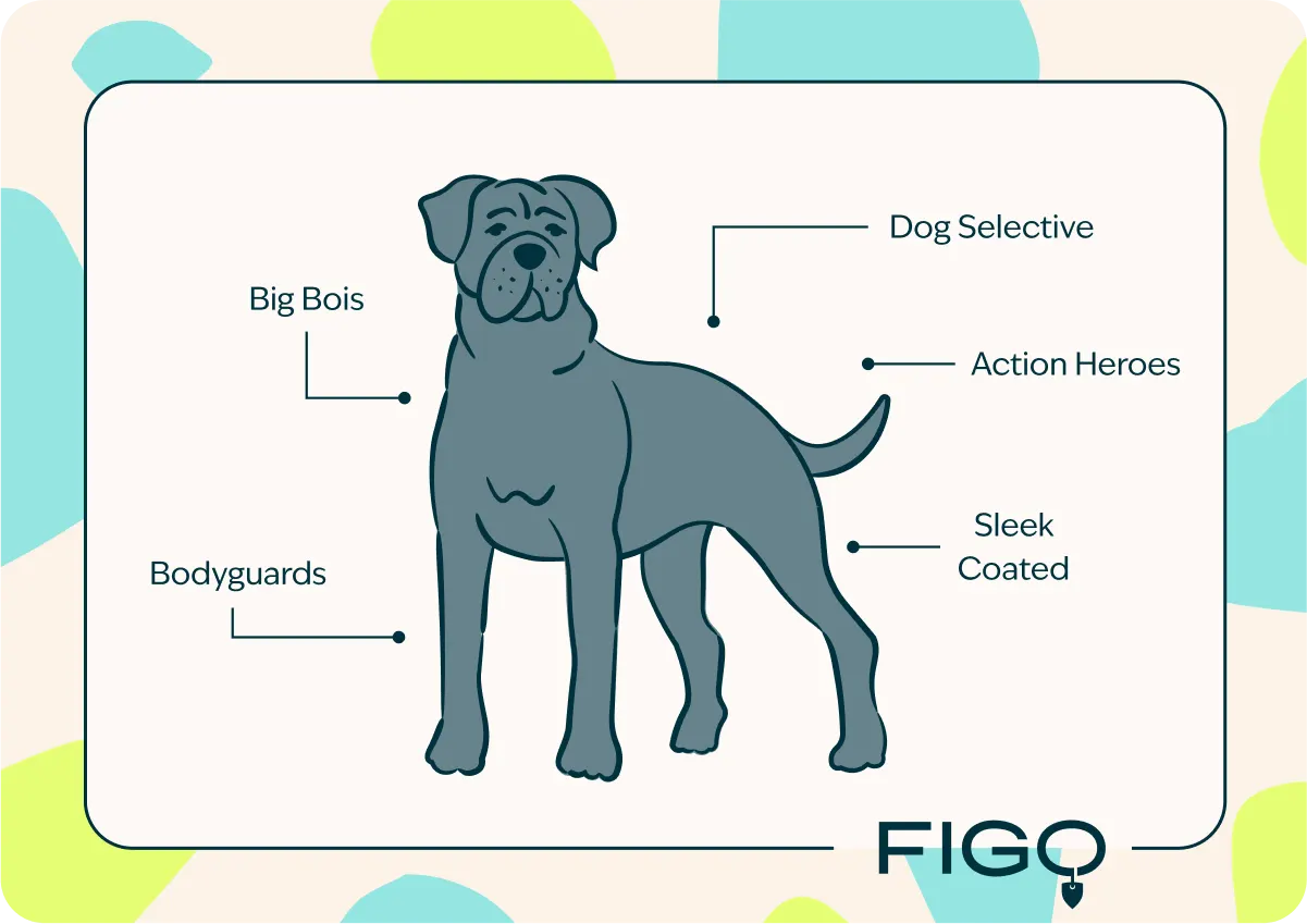 figo-breed-guide-Cane Corso-ig