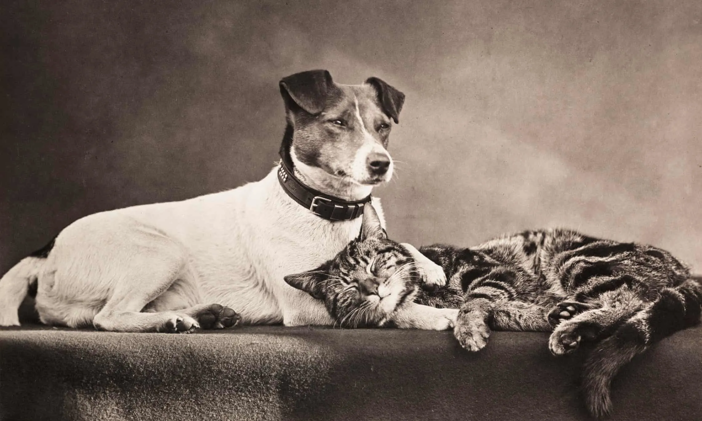 dog and cat photographed together in victorian era