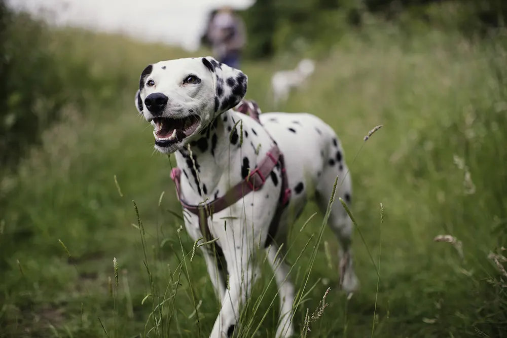 What you need to know about deaf dogs