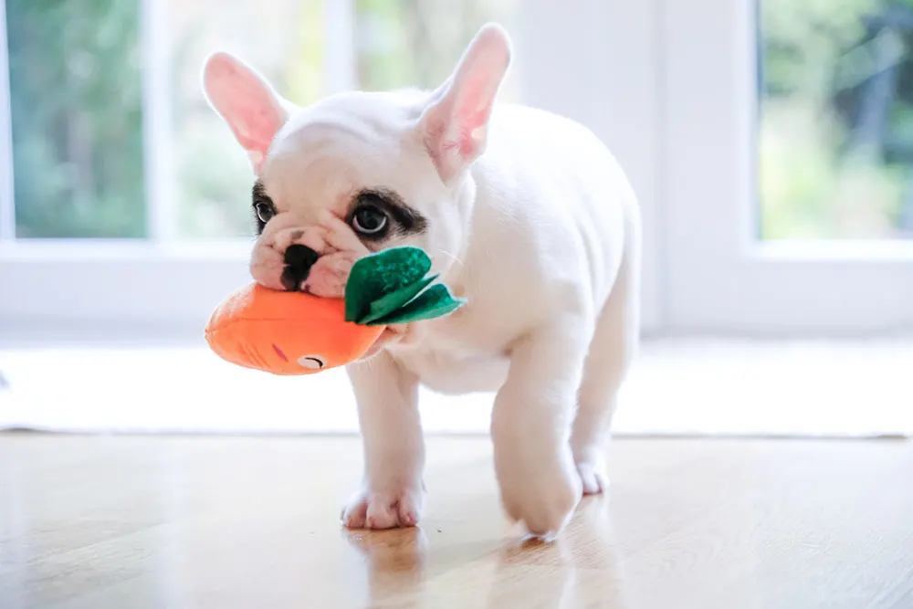 Squeaky toys may resemble small prey