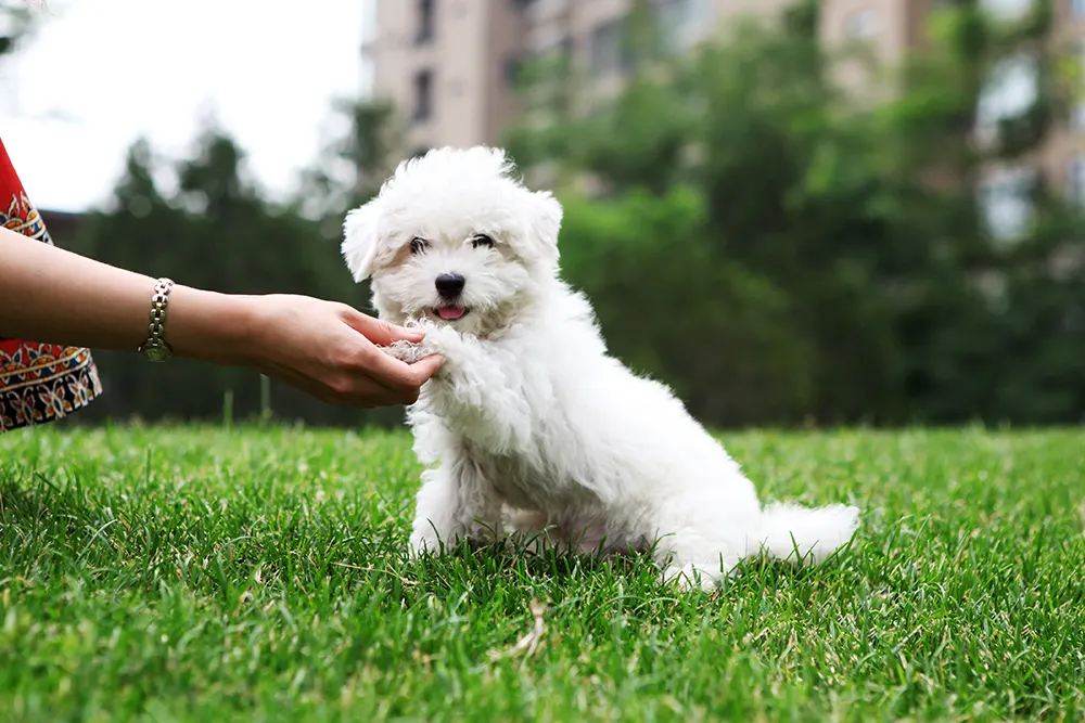 Interview with Robin Bennett: Small dog training | Figo Pet Insurance