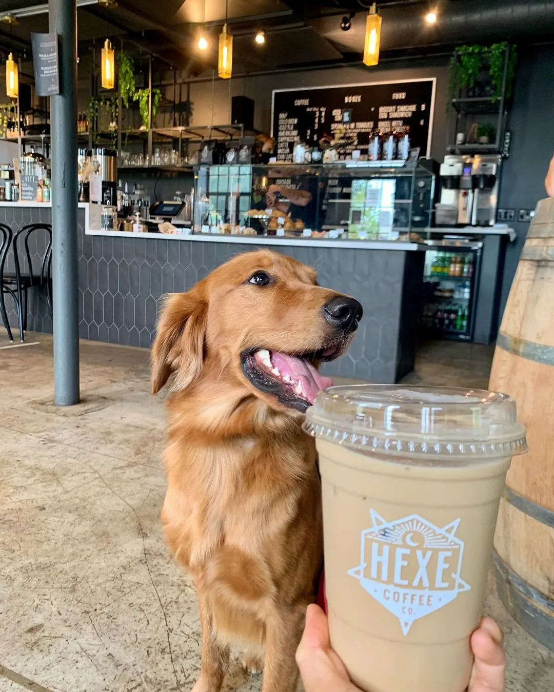Dog in coffee shop