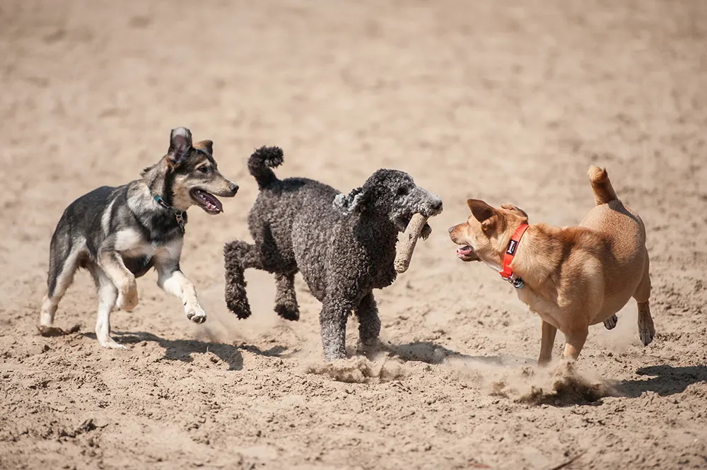 Roam: The best dog parks in the Western US