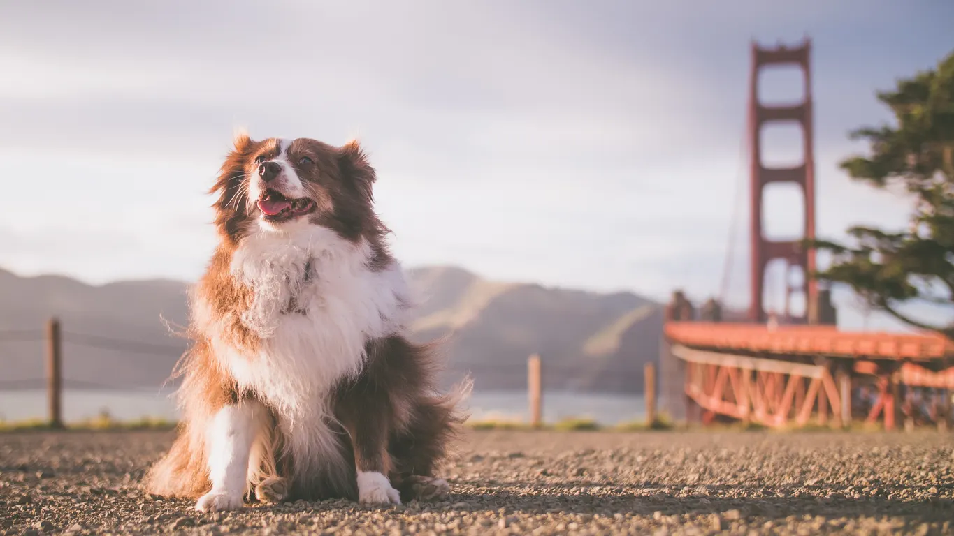 Fluffy dog poses with golden gate bridge in background