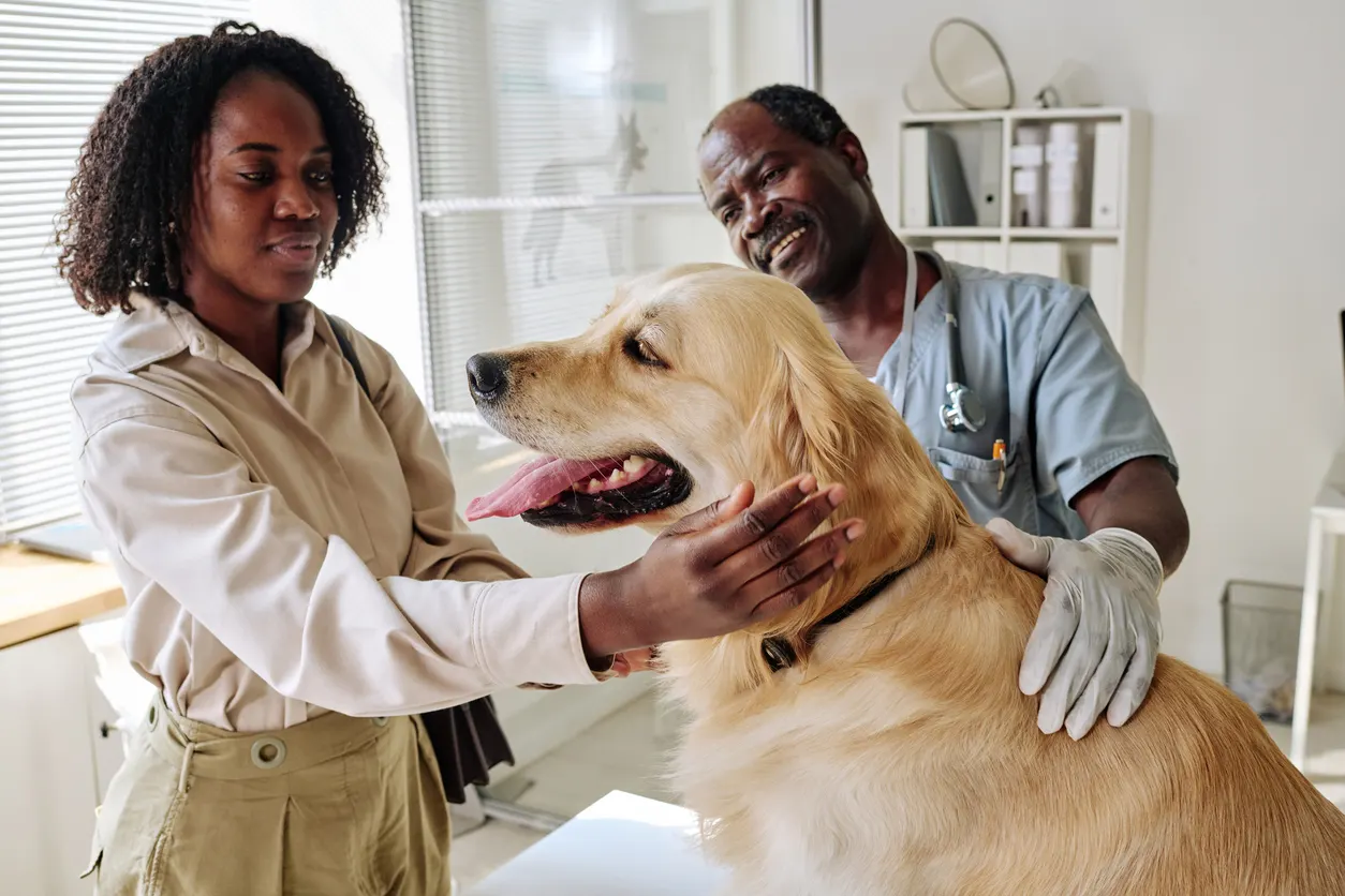 veterinarian checks dog during exam
