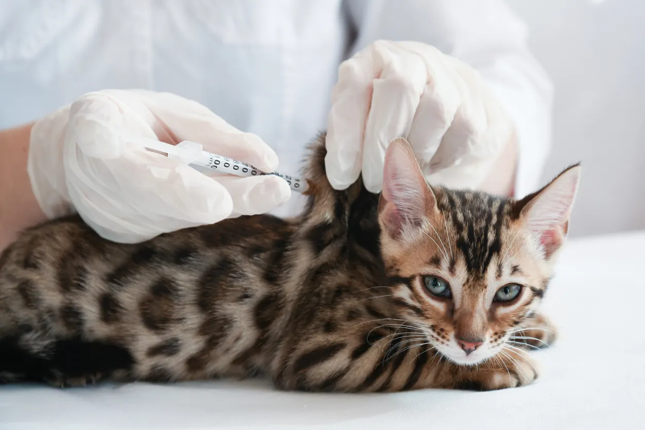 cat getting vaccinated at vet