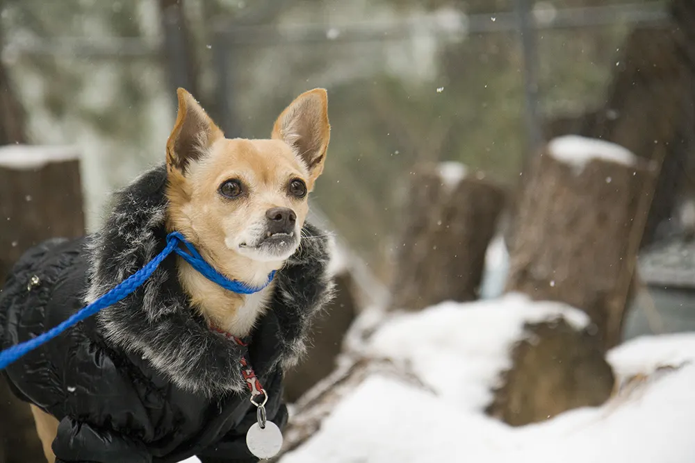 Dog Breed Profiles: Getting To Know The Chihuahua