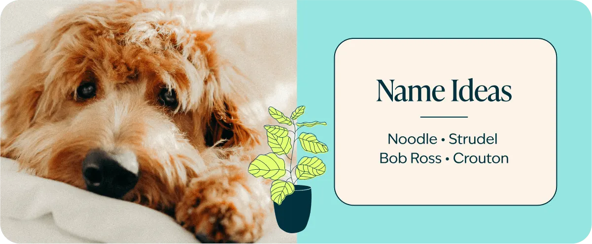 Doodle breed name ideas