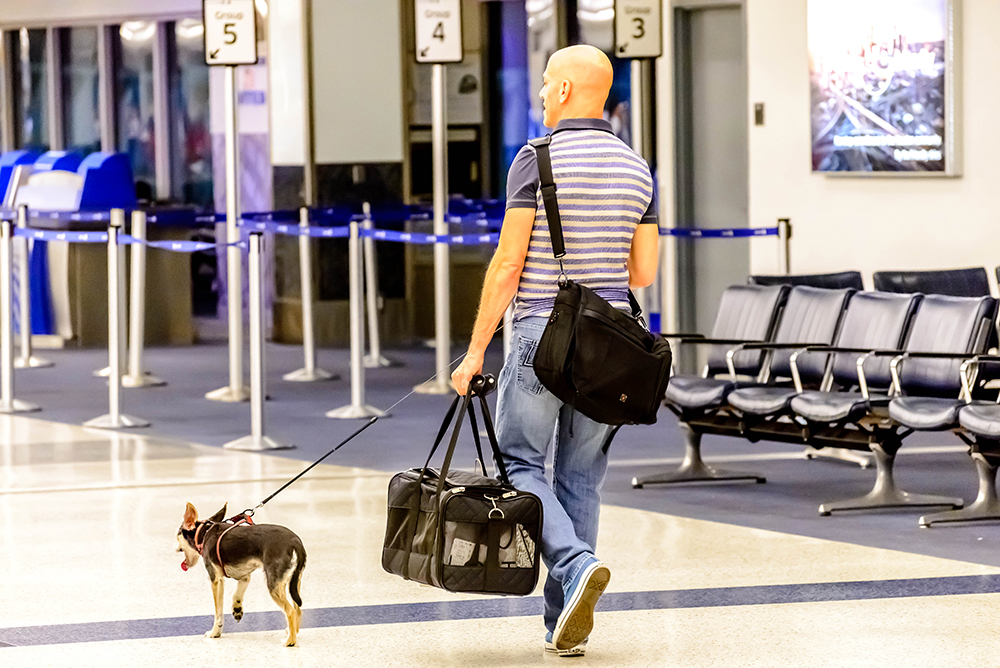 Airport pet relief and breed bans in the news