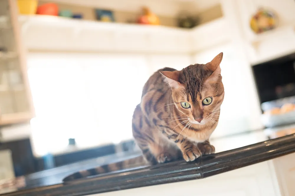 How do I cat-proof my home?
