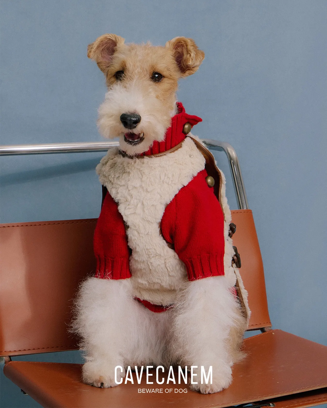 dog in layered sweater sitting on chair