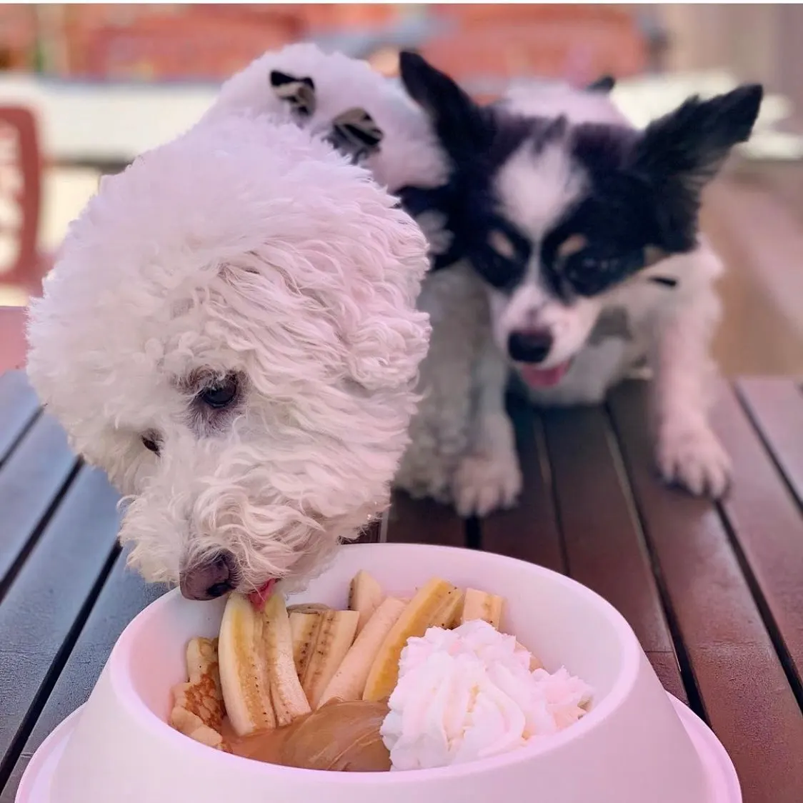 two dogs on patio table eating from dog-friendly bowl