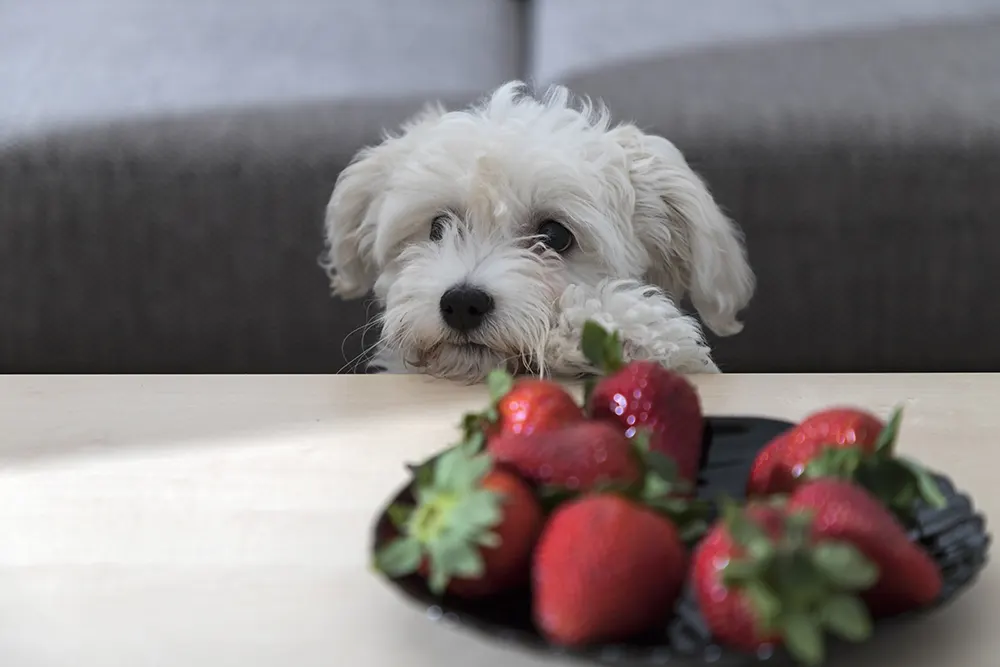 Which fruits and vegetables are safe for dogs?