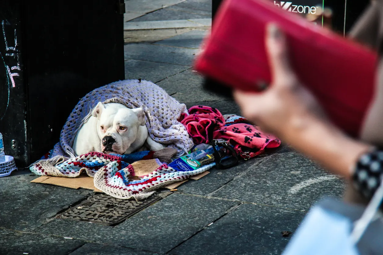 homeless dog laying in pile of clothes on street