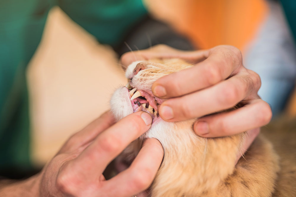 Adult cats and dental disease