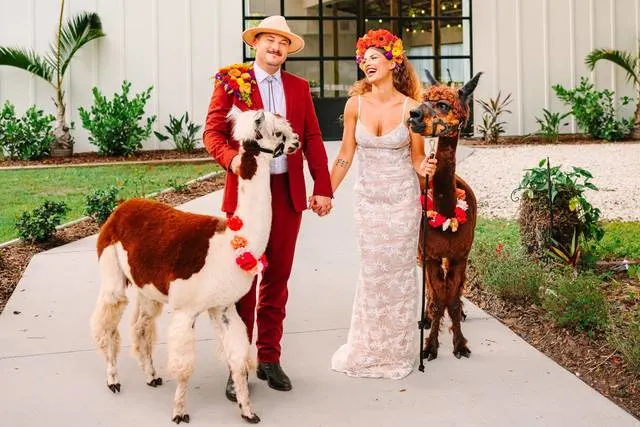 married couple posing with two llamas