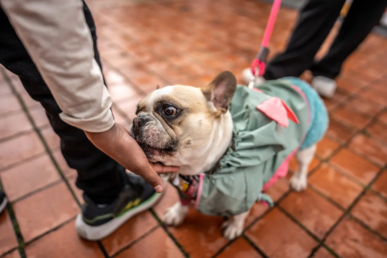 frenchie in raincoat licking person's hand