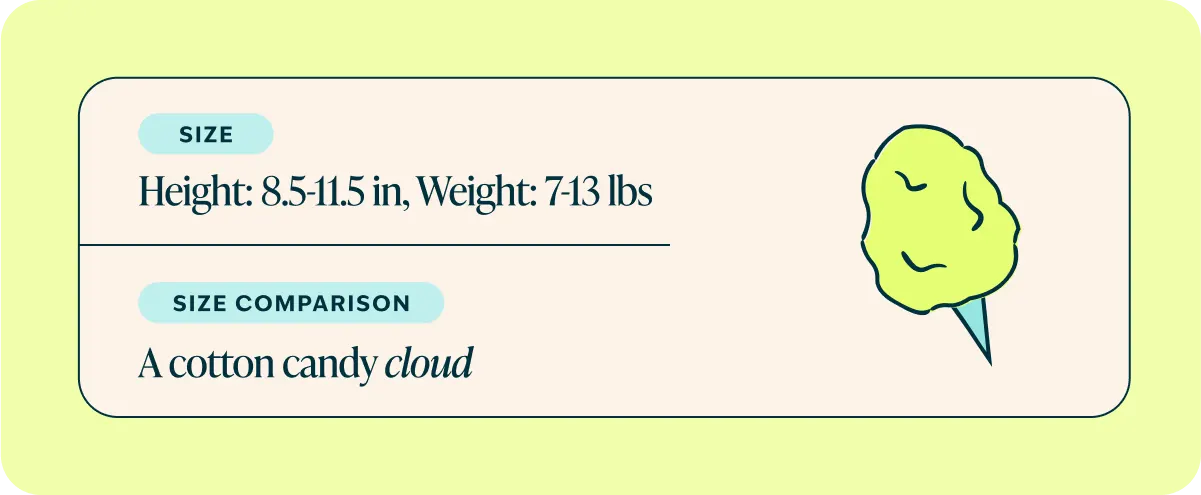 Havanese size comparison