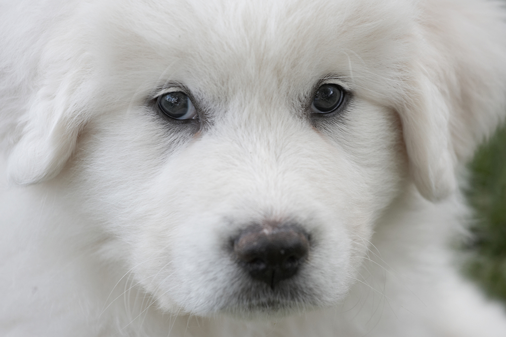 Great Pyrenees pup