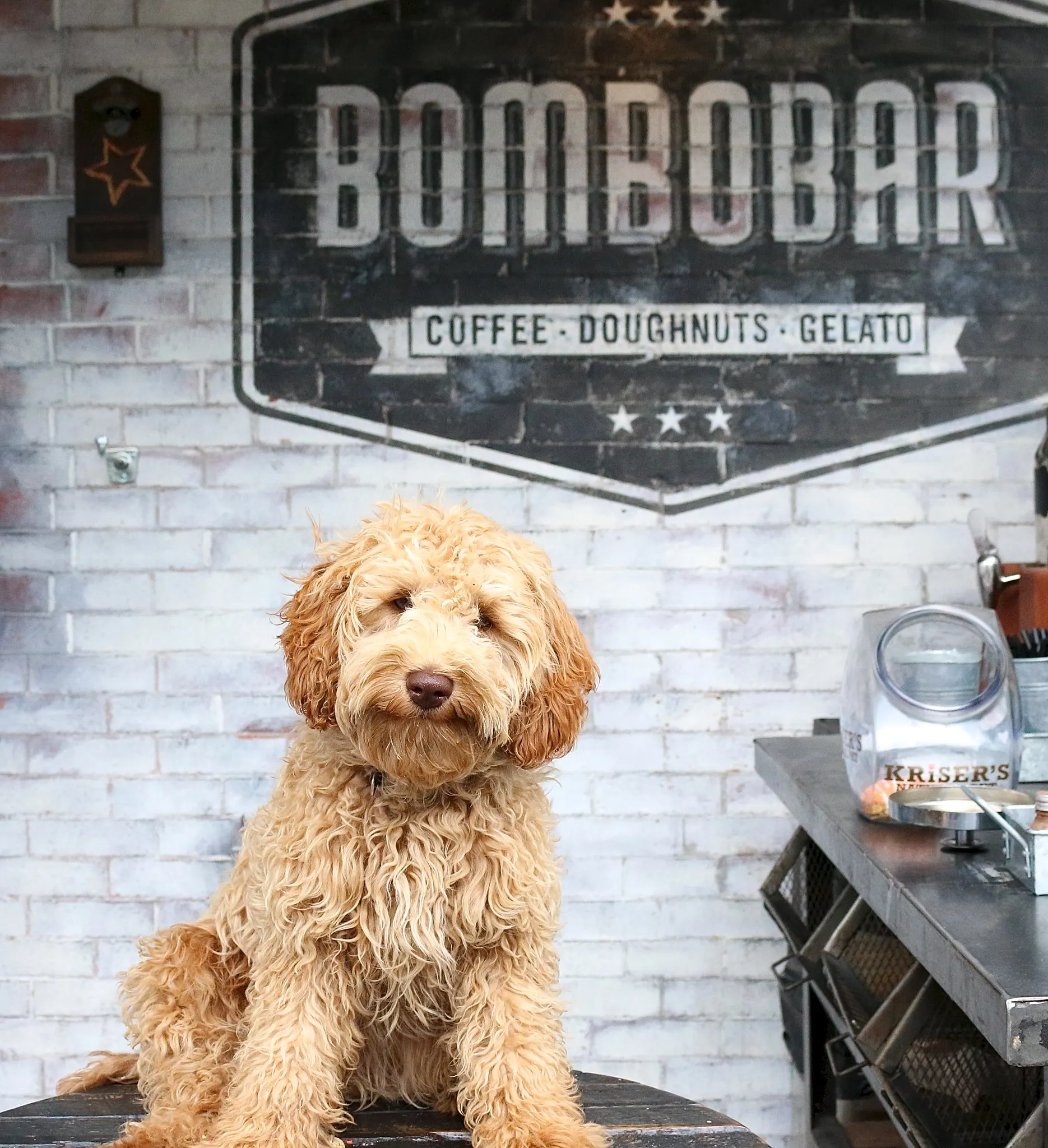 Dog sitting in front of donut shop