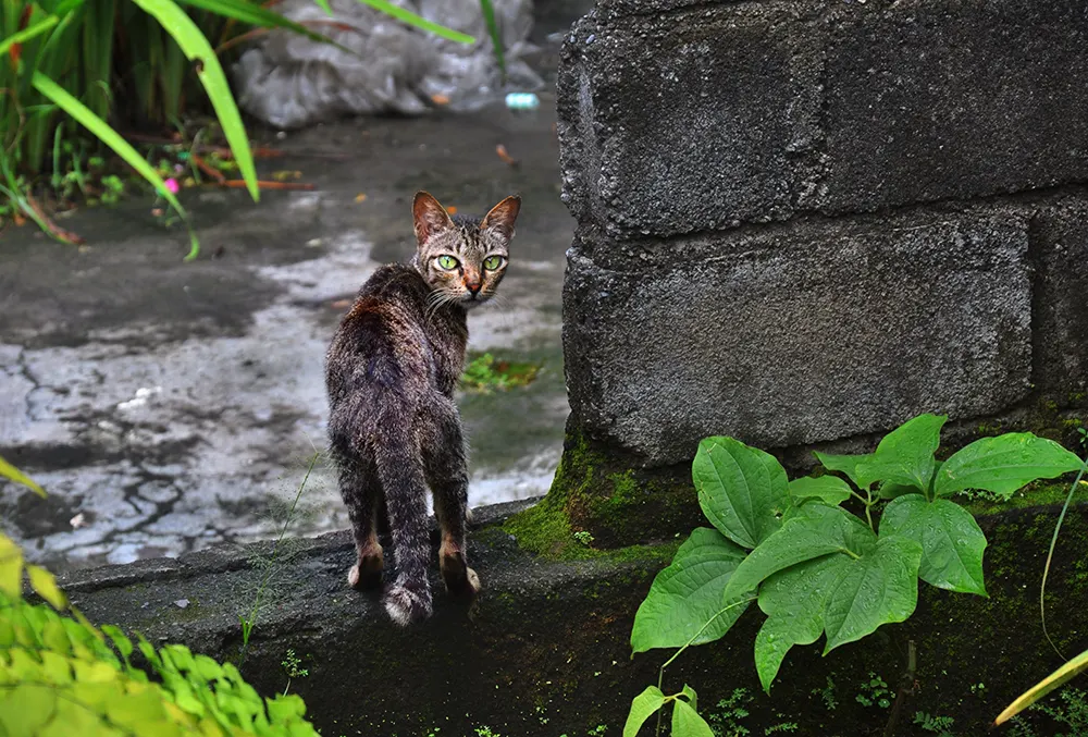 Science of roaming cats