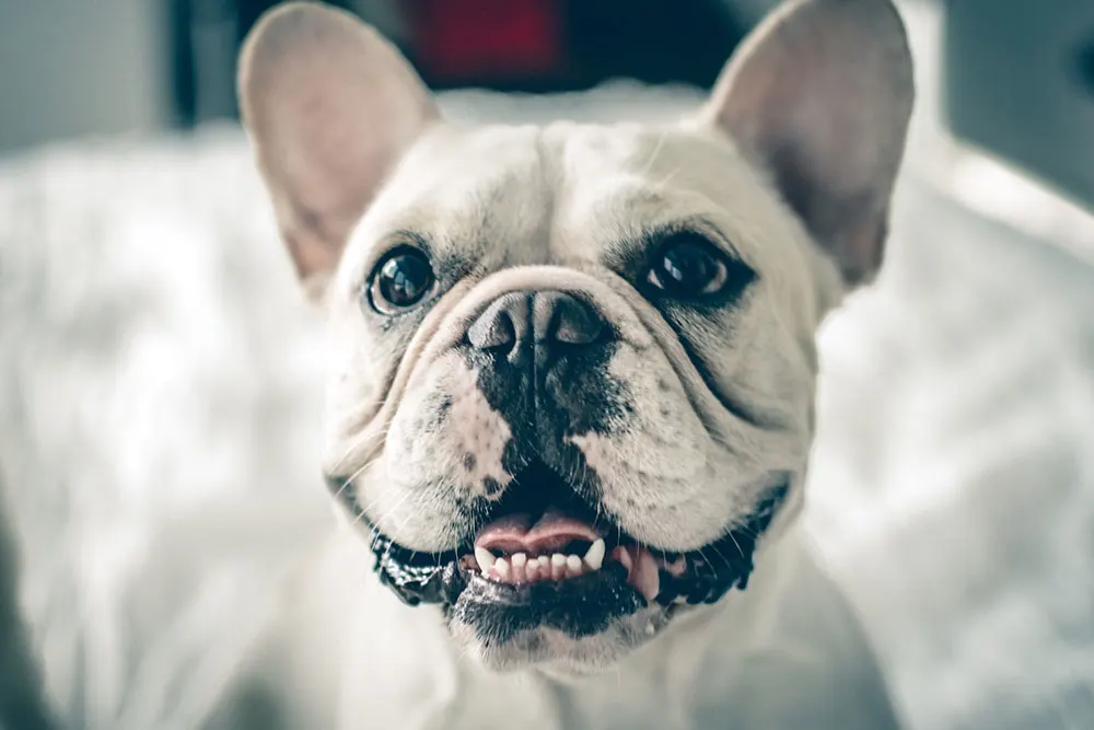 Common health problems in French Bulldogs