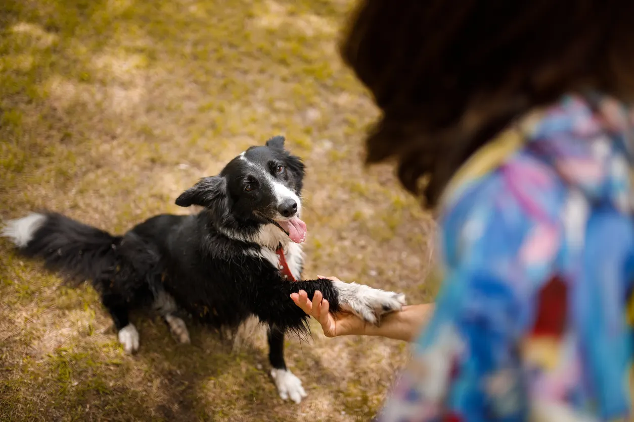 Dog giving woman paw