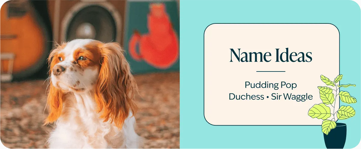 King Charles Cavalier Spaniel name ideas