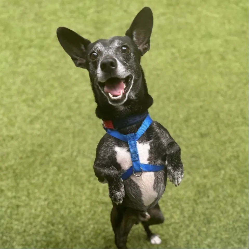 small dog stands outside in yard