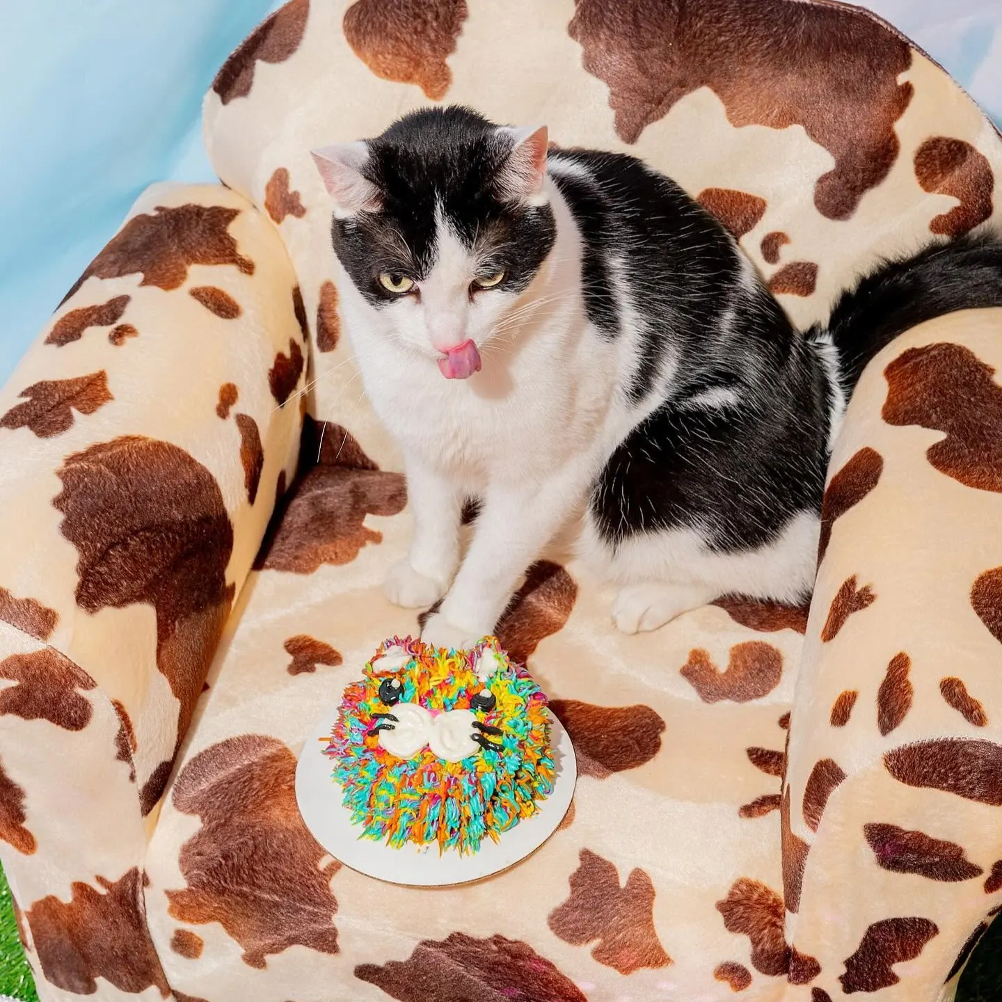 cat sitting on spotted chair with custom cat cake