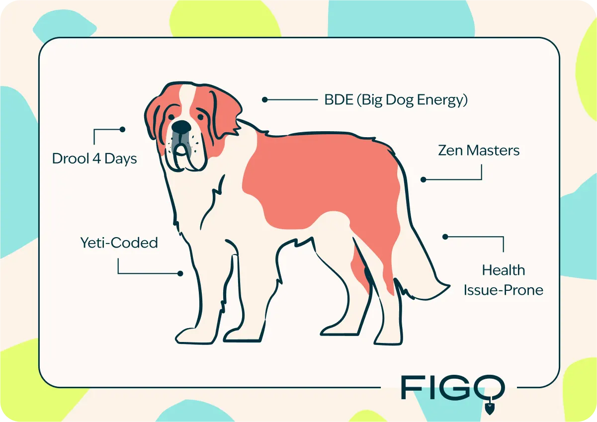 figo-breed-guide-Saint Bernard-ig