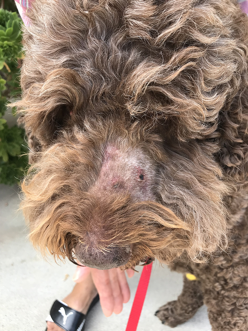 Max Fox, suffered a snake bite injury while at the dog park