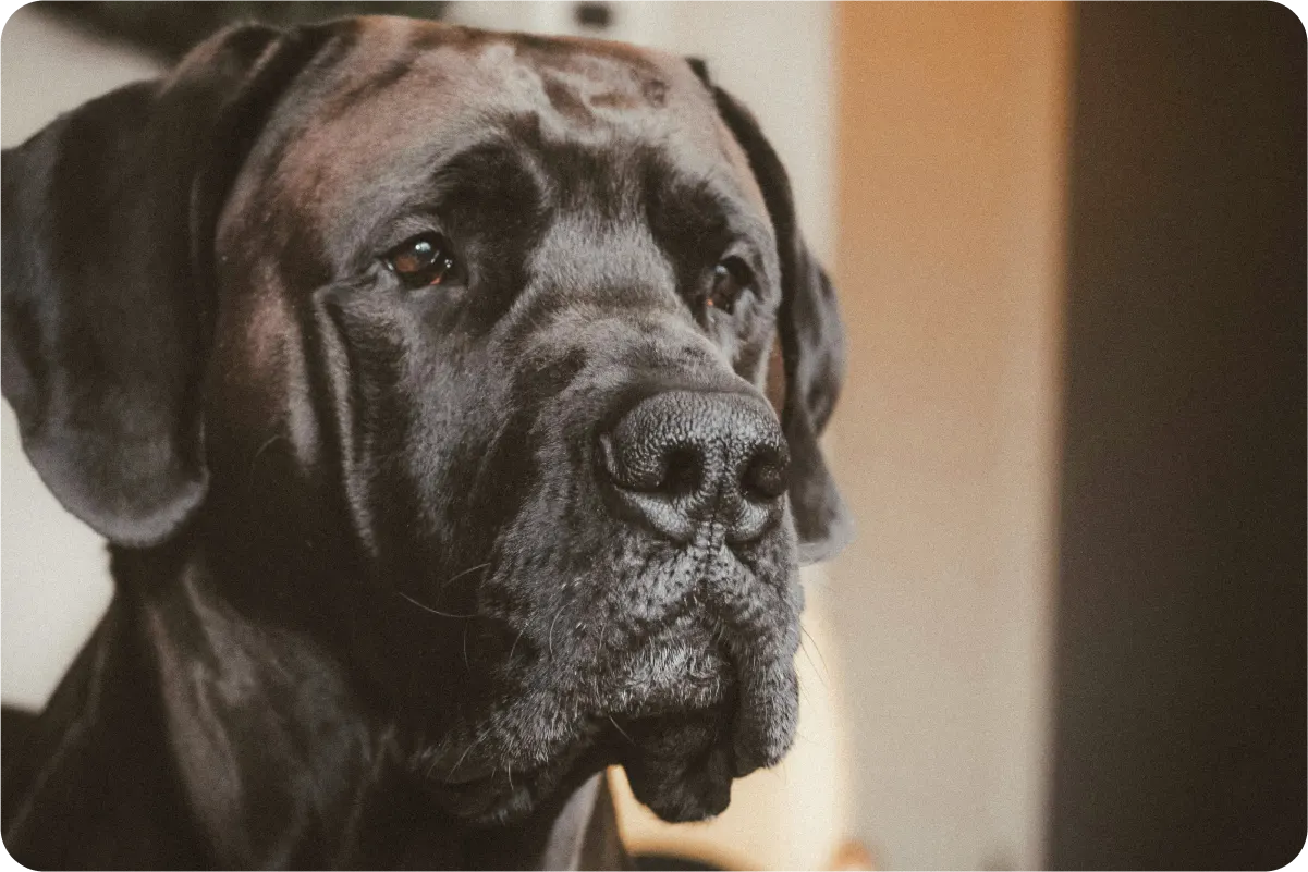 Mastiff looking off into the distance