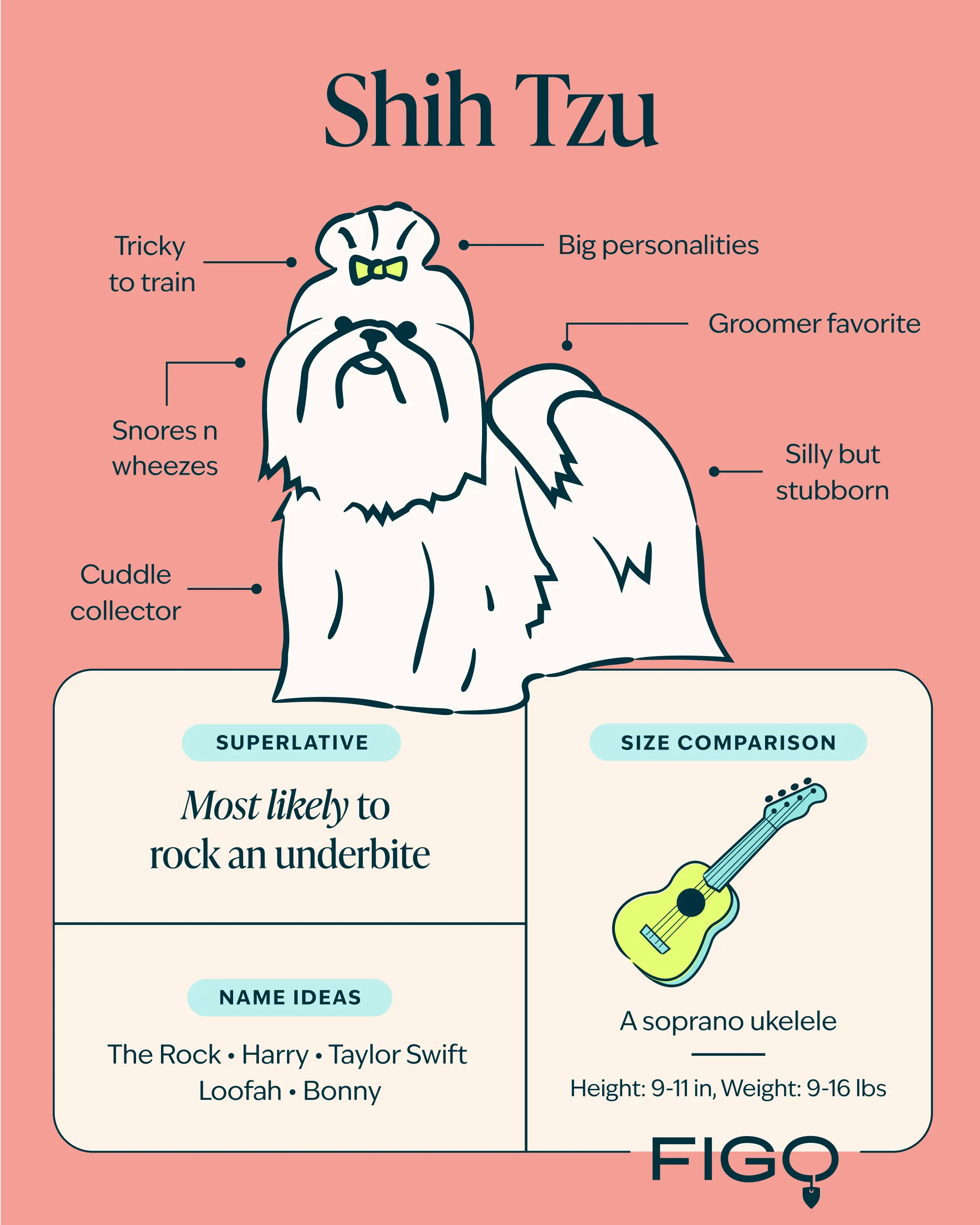 Shih Tzu Breed guide infographic