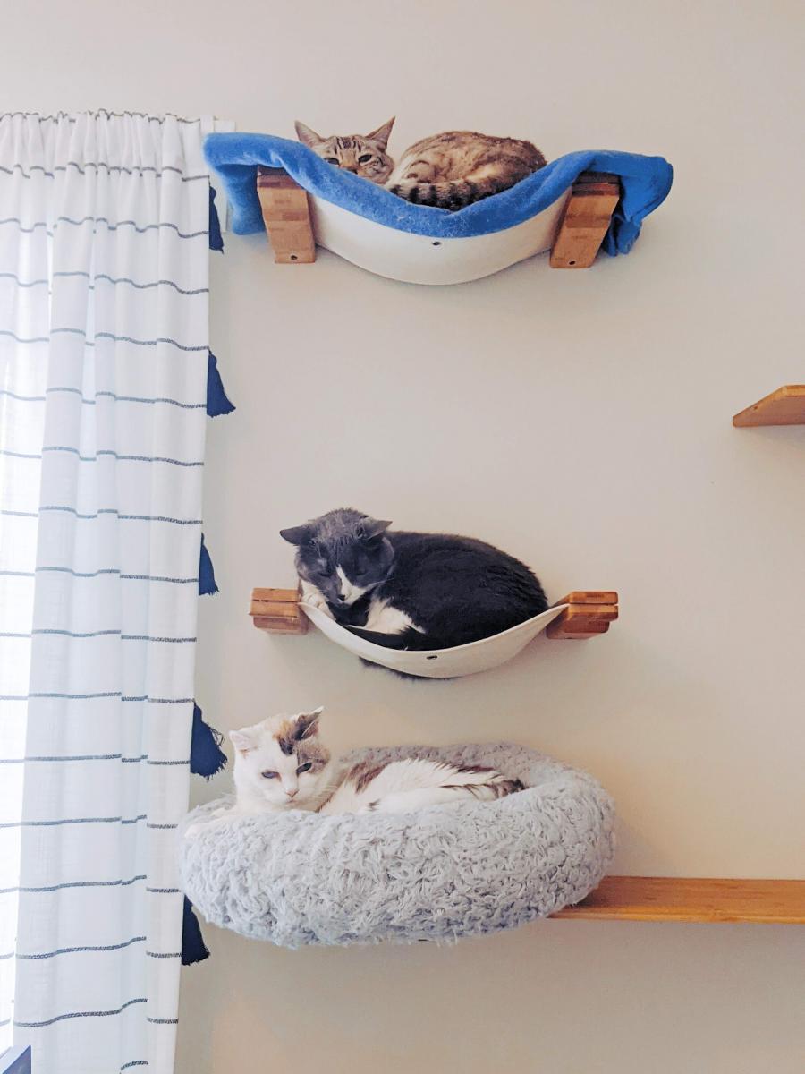 Three cats relaxing in cat hammocks on colorful wall