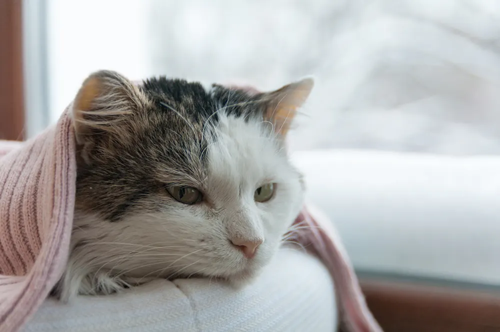 Treatment of cats with kidney disease