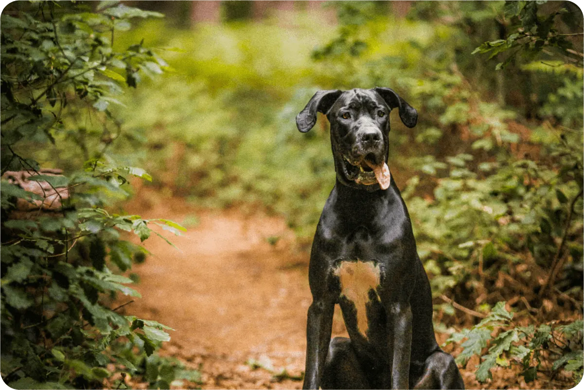 Great Dane standing outside in nature