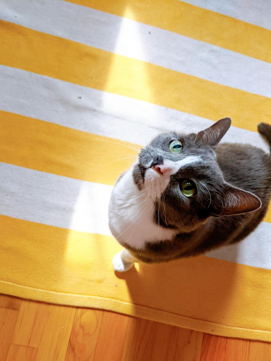 Cat sitting on sunny patterned rug