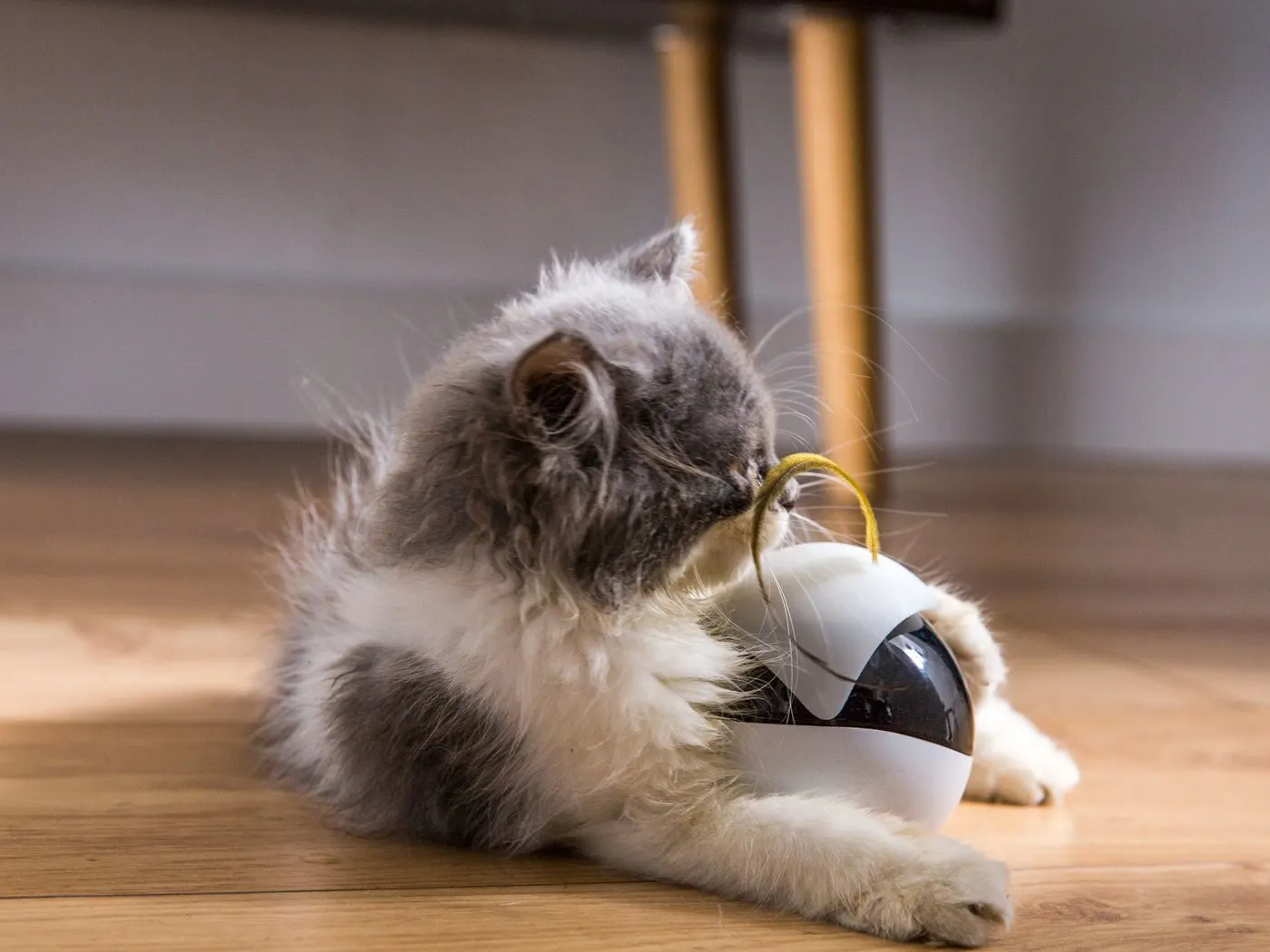 cat playing with robot companion