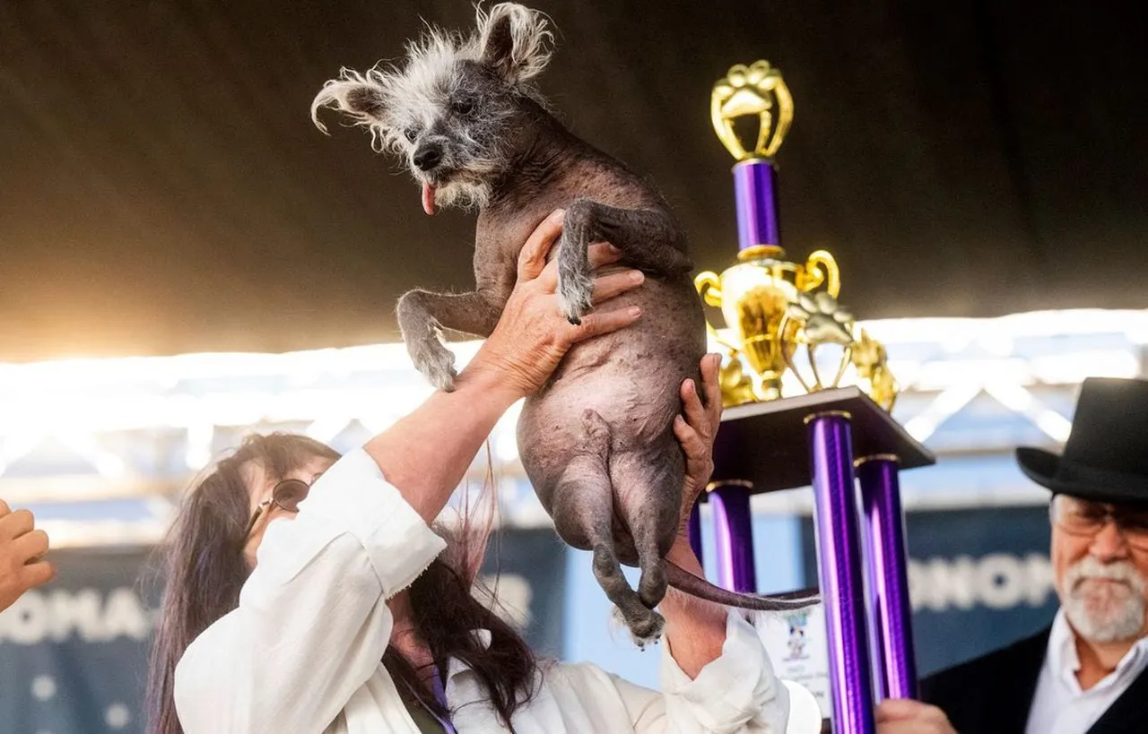 chinese crested dog being held by owner after winning ugly dog contest with trophy in background