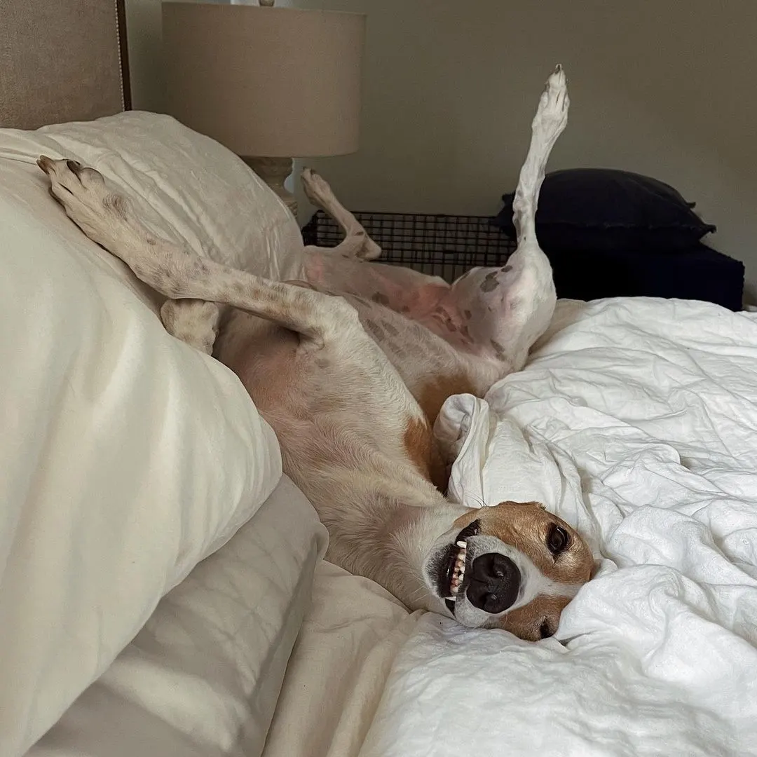 Dog spread out in bed