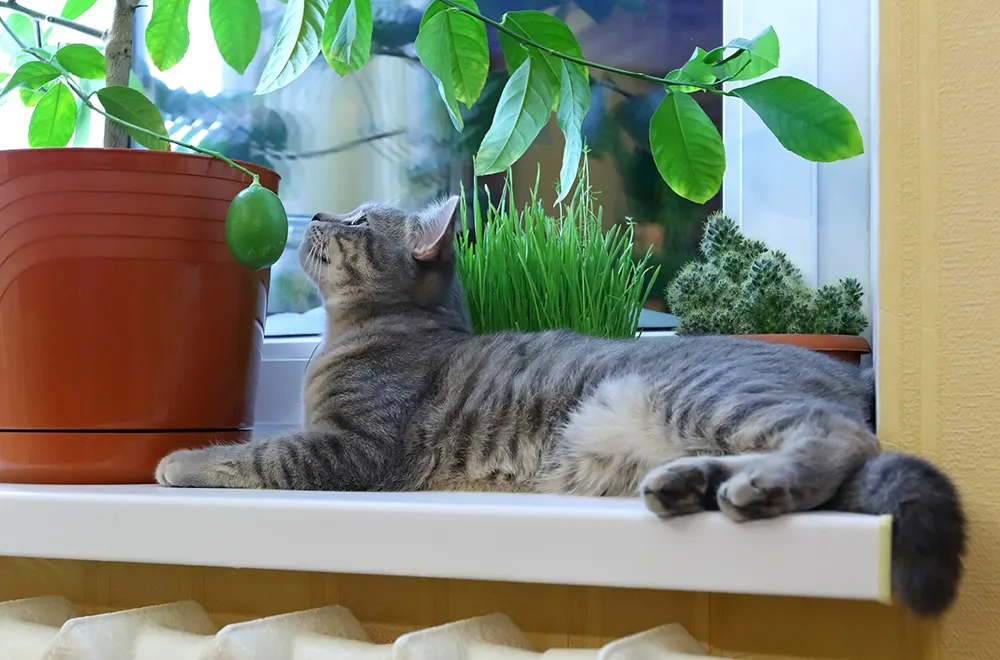 Keep cat away from philodendron plant