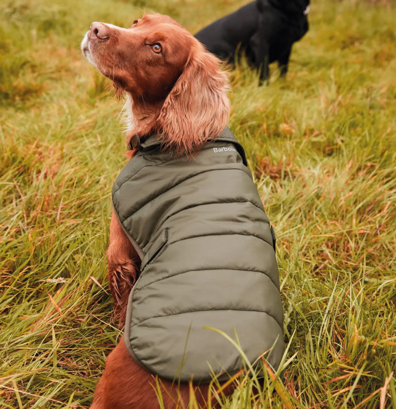 dog wearing puffer jacket in field