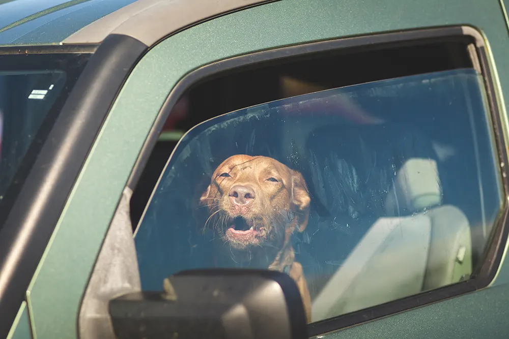 Ask a vet: Don’t leave pets in hot cars