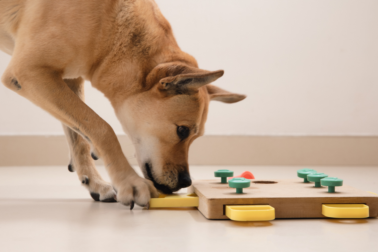 Can Your Dog Solve a Puzzle? It May Depend on Your Pet Parent Style.