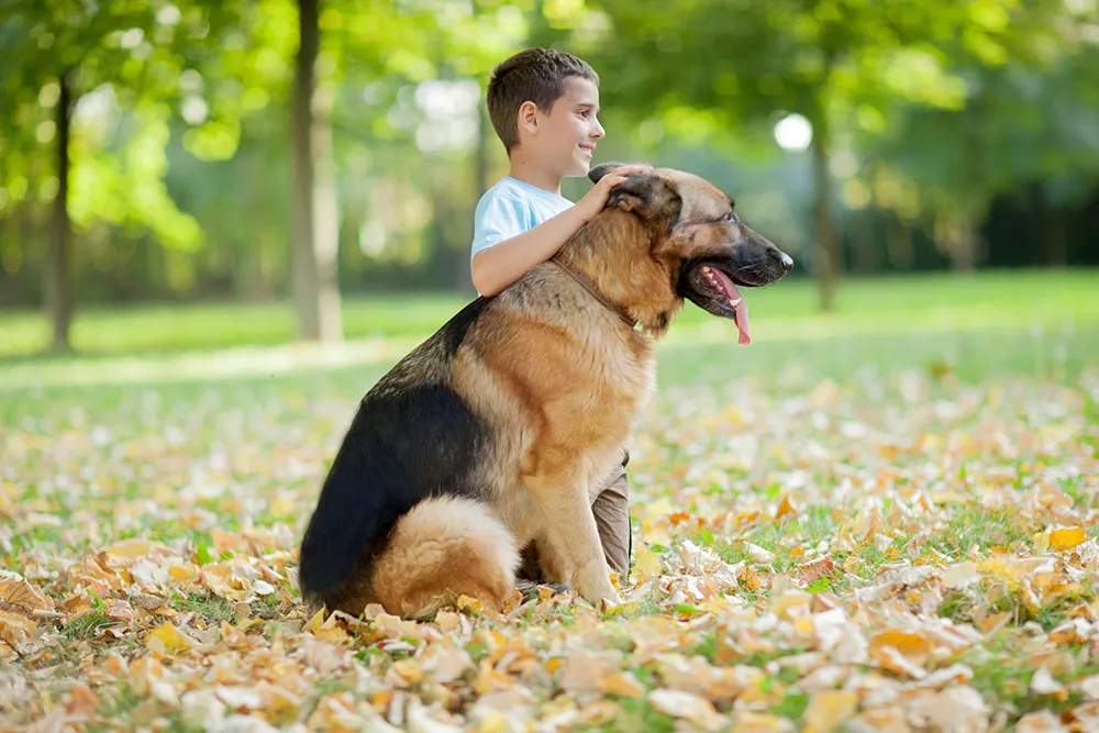German Shepherd dog breed sitting in yard with boy
